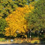 Citizens of Boston purchased the land for Boston Common almost 400 years ago. – photo by Joe Alexander