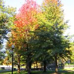 Citizens of Boston purchased the land for Boston Common almost 400 years ago. – photo by Joe Alexander