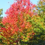 Citizens of Boston purchased the land for Boston Common almost 400 years ago. – photo by Joe Alexander