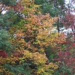 Trees beginning to change colors along Interstate 81 in the Pocono Mountains in Pennsylvania in late September 2024. - photo by Joe Alexander