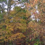 Trees beginning to change colors along Interstate 81 in the Pocono Mountains in Pennsylvania in late September 2024. - photo by Joe Alexander