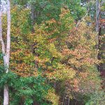 Trees beginning to change colors along Interstate 81 in the Pocono Mountains in Pennsylvania in late September 2024. - photo by Joe Alexander