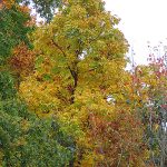 Trees beginning to change colors along Interstate 81 in the Pocono Mountains in Pennsylvania in late September 2024. - photo by Joe Alexander