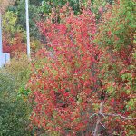 Trees beginning to change colors along Interstate 81 in the Pocono Mountains in Pennsylvania in late September 2024. - photo by Joe Alexander