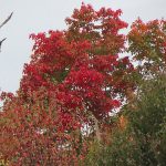 Trees beginning to change colors along Interstate 81 in the Pocono Mountains in Pennsylvania in late September 2024. - photo by Joe Alexander