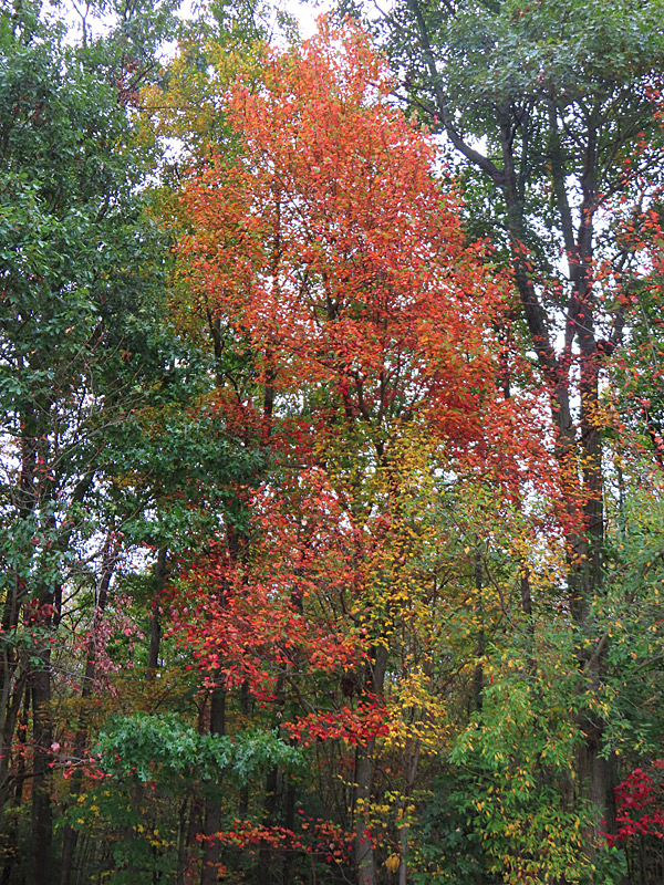 Trees beginning to change colors along Interstate 81 in the Pocono Mountains in Pennsylvania in late September 2024. - photo by Joe Alexander