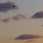 Sea bird in flight at sunrise at Fort Lauderdale Beach, Florida, in April 2025. - photo by Joe Alexander