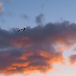 Sea bird in flight at sunrise at Fort Lauderdale Beach, Florida, in April 2025. - photo by Joe Alexander