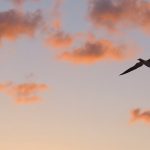 Sea bird in flight at sunrise at Fort Lauderdale Beach, Florida, in April 2025. - photo by Joe Alexander