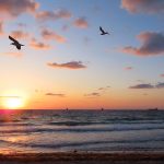 Sea bird in flight at sunrise at Fort Lauderdale Beach, Florida, in April 2025. - photo by Joe Alexander