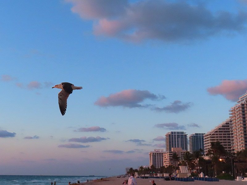 A bird in flight over Fort Lauderdale Beach with hotel and condo buildings along Highway A1A in the background. - photo by Joe Alexander