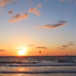 Sea bird in flight at sunrise at Fort Lauderdale Beach, Florida, in April 2025. - photo by Joe Alexander