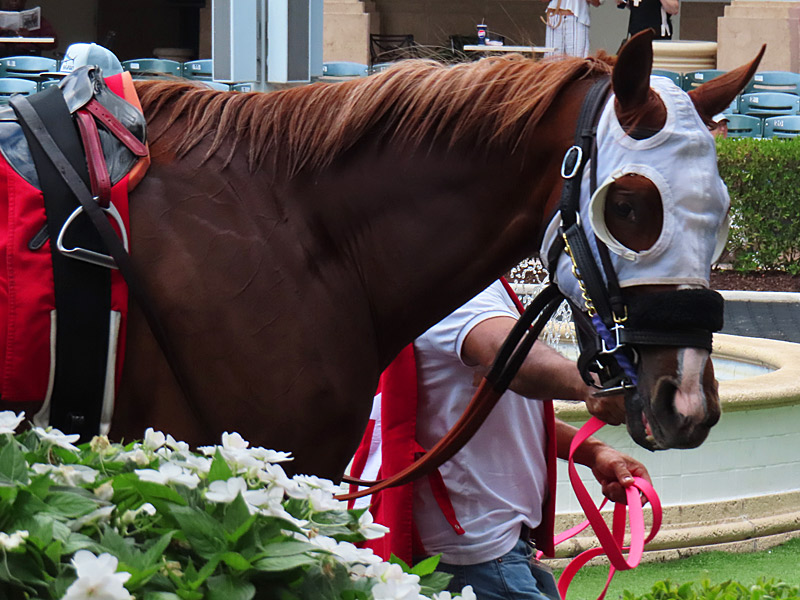 A day of horse racing at Gulfstream Park on Friday, April 18, 2025. - photo by Joe Alexander