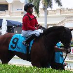 Squire ridden by jockey Joe Bravo won the second race at Gulfstream Park on Friday, April 18, 2025. - photo by Joe Alexander