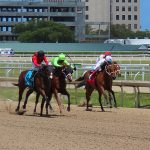 Squire ridden by jockey Joe Bravo won the second race at Gulfstream Park on Friday, April 18, 2025. - photo by Joe Alexander