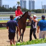 Squire ridden by jockey Joe Bravo won the second race at Gulfstream Park on Friday, April 18, 2025. - photo by Joe Alexander