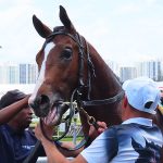 Squire ridden by jockey Joe Bravo won the second race at Gulfstream Park on Friday, April 18, 2025. - photo by Joe Alexander
