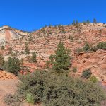 Fall colors in Zion National Park in southwestern Utah in November 2023. – photo by Joe Alexander, all rights reserved