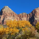Fall colors in Zion National Park in southwestern Utah in November 2023. – photo by Joe Alexander, all rights reserved