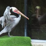 The Wildlife Habitat at the Flamingo Las Vegas on the Strip. – photo by Joe Alexander