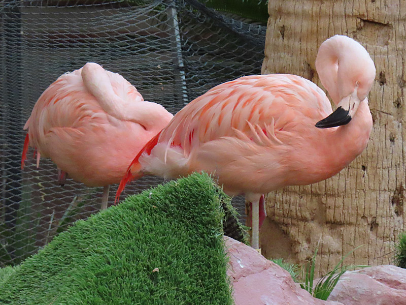 It wouldn’t be a stay at the Flamingo Las Vegas without checking out the real flamingos in the Wildlife Habitat. - photo by Joe Alexander