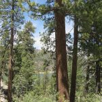 Big Bear Lake is in the San Bernardino Mountains of Southern California. – photos by Joe Alexander
