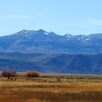 The drive south on Highway 395 in eastern California in late October looks like the setting from an old western movie. The highway rolls from the Nevada border near Lake Tahoe down to Mono Lake and crosses the road leading into Yosemite National Park. – photo by Joe Alexander