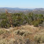 The Cleveland National Forest is made up of 460,000 acres in Southern California northeast of San Diego. - photo by Joe Alexander