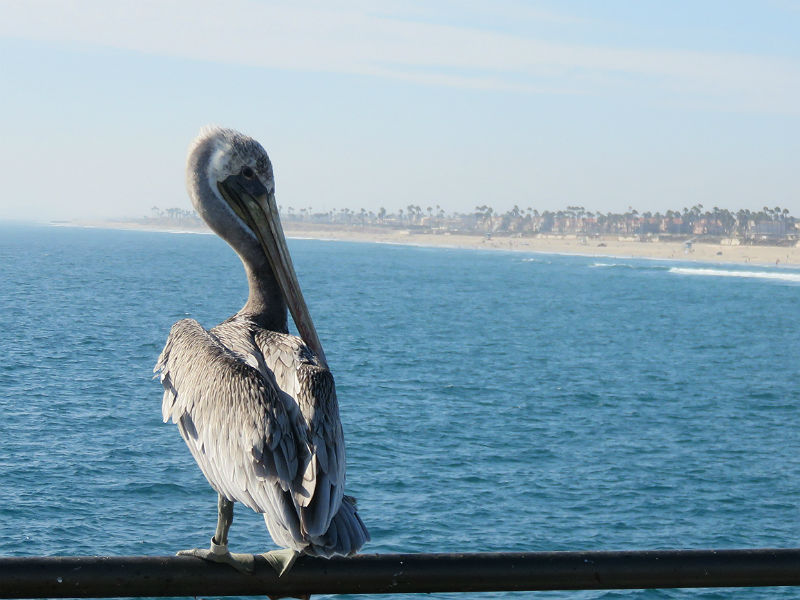 A fall afternoon in Huntington Beach, California – also known as Surf City USA. – photo by Joe Alexander