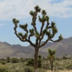 Joshua Tree National Park in the high desert of California. – photo by Joe Alexander
