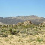 Joshua Tree National Park in the high desert of California. – photo by Joe Alexander