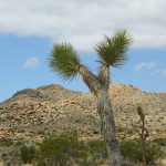Joshua Tree National Park in the high desert of California. – photo by Joe Alexander