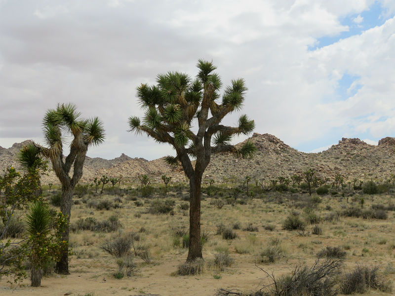 The Joshua Tree only blooms in the area in and around Joshua Tree National Park in the high desert of California. – photo by Joe Alexander