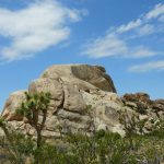 Joshua Tree National Park in the high desert of California. – photo by Joe Alexander