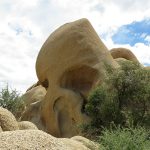 Joshua Tree National Park in the high desert of California. – photo by Joe Alexander