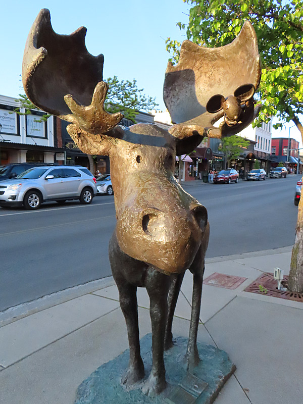 This friendly looking moose wasn't right on the lakefront in Coeur D'Alene, Idaho, but he was only about a block away and looked like he wanted his picture taken. - photo by Joe Alexander