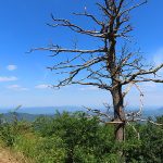 Shenandoah National Park’s Skyline Drive in the Blue Ridge Mountains of Virginia. - photo by Joe Alexander