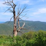 Shenandoah National Park’s Skyline Drive in the Blue Ridge Mountains of Virginia. - photo by Joe Alexander