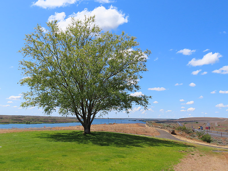 Sprague Lake Rest Area in eastern Washington State is about 40 miles west of downtown Spokane. - photo by Joe Alexander