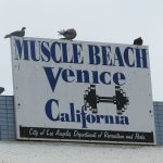 Venice Beach has been a mecca for body builders, artists and hippies in California for decades. – photos by Joe Alexander