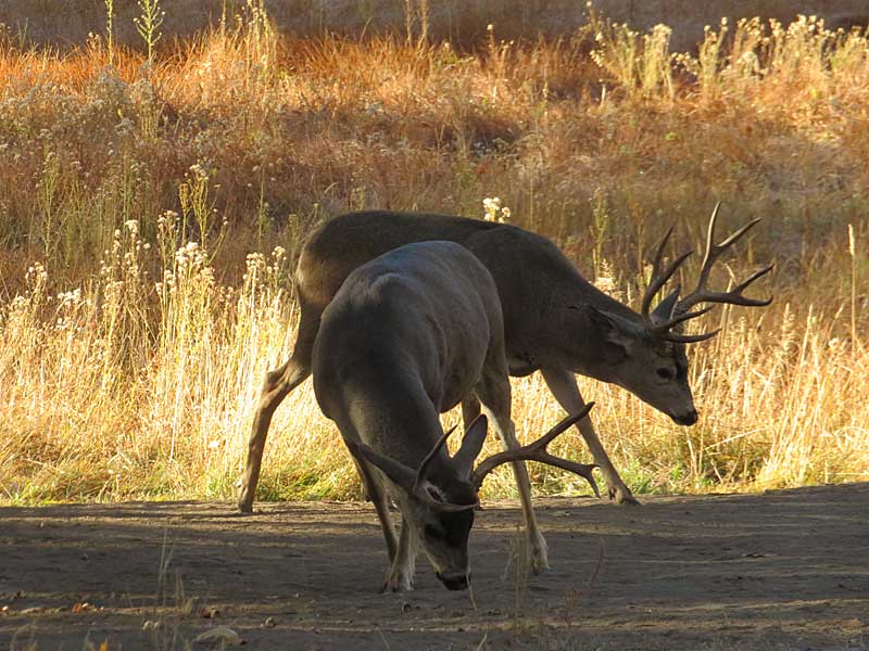 Deer looking for a morning snack in Yosemite Valley. – photo by Joe Alexander