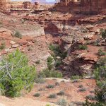 The Needles District of Canyonlands National Park in Utah. - photo by Joe Alexander