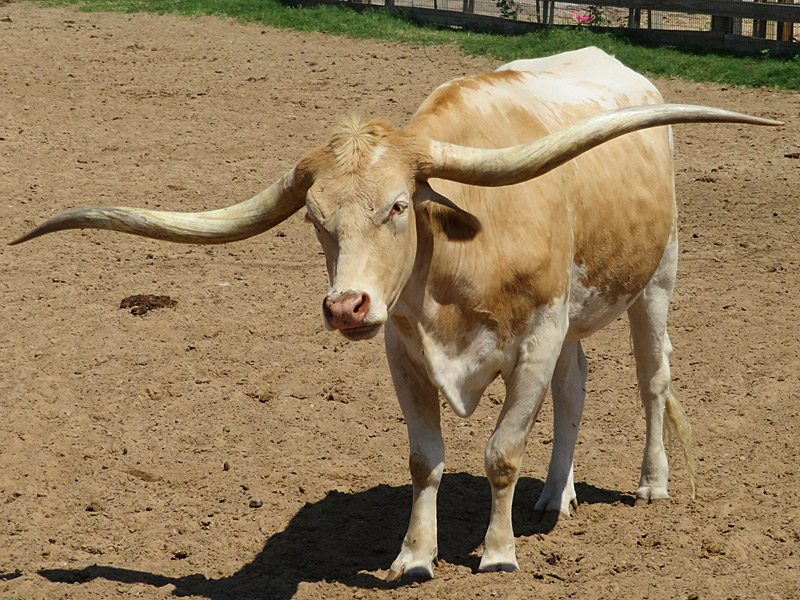 One of the residents of the herd at the Fort Worth Stockyards. - photo by Joe Alexander