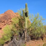Papago Park in Phoenix, Arizona. - photo by Joe Alexander