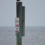 Brown pelicans are common at South Padre Island, Texas. - photo by Joe Alexander