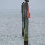 Brown pelicans are common at South Padre Island, Texas. - photo by Joe Alexander