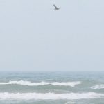 Brown pelicans are common at South Padre Island, Texas. - photo by Joe Alexander