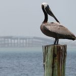 Brown pelicans are common at South Padre Island, Texas. - photo by Joe Alexander