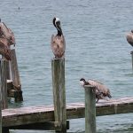 Brown pelicans are common at South Padre Island, Texas. - photo by Joe Alexander