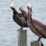 Brown pelicans are common at South Padre Island, Texas. - photo by Joe Alexander